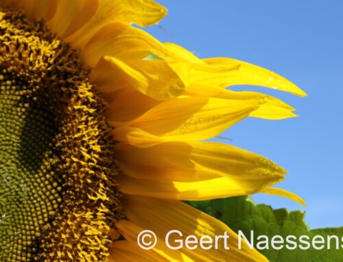 Opnieuw een zonnige en warme (na)zomerse dag, maar met wind – al neemt die wel af