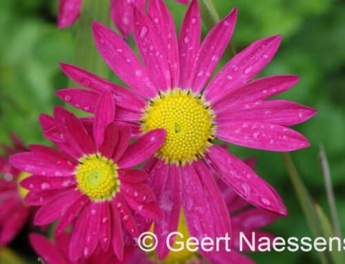 In de loop van de dag regen, vooral later vanmiddag veel en intense regen