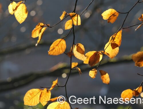 We zitten in veel koudere lucht en het is winderig, maar de buien zijn zeer beperkt