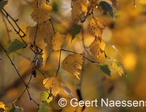 Alles zit muurvast; amper of geen verandering in het heersende weerbeeld; toch tijdelijk wat zon mogelijk