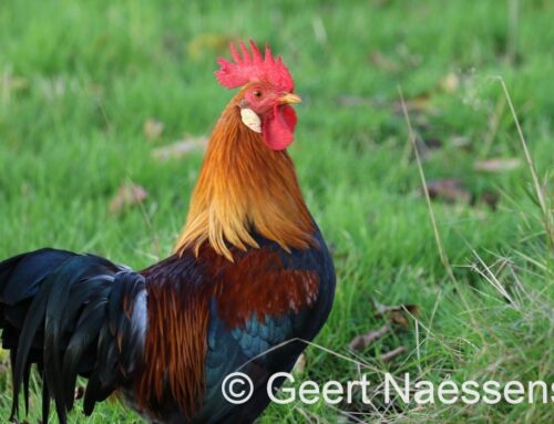 En alweer een grotendeels of volledig grijze en ook duidelijk koelere dag