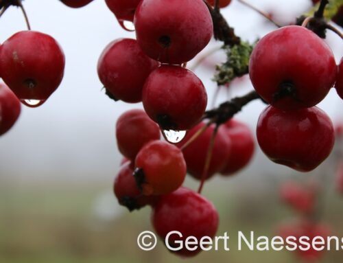 Snel wegtrekkende regen, overdag meest droog, later vanmiddag / vanavond weer regen