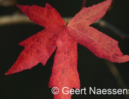 Grijs is en blijft onze hoofdkleur bij heel rustig weer