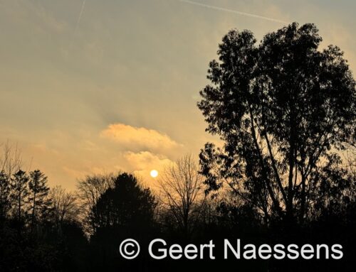 Daar is het grijs opnieuw met zachtere lucht, maar aan de verre horizon gloort de winter (op de kaarten toch) …