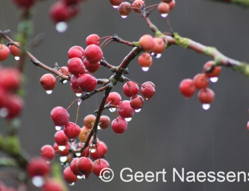 Opnieuw veel wolken en erg zacht, toch kans op een enkele korte opklaring