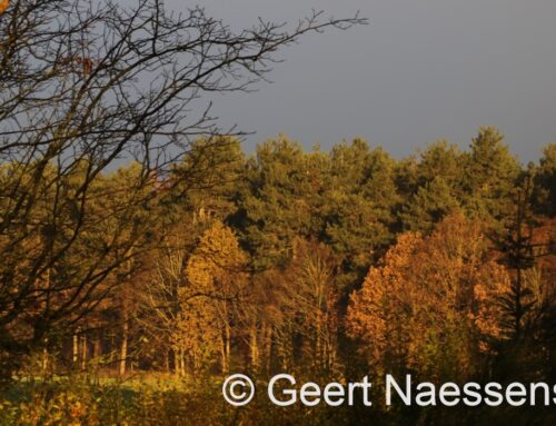 Veel wolken en erg zacht, later misschien toch een korte opklaring