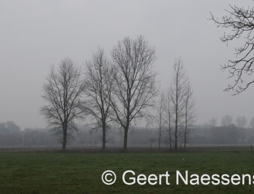 Nog maar eens grijs, nevelig, miezerig en rustig, maar ook een stuk kouder