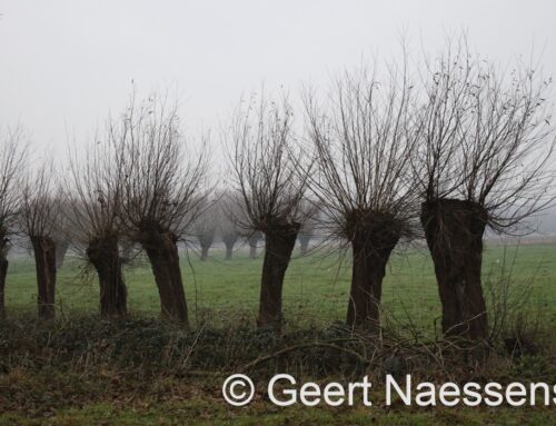 Kouder(e start) dan voorzien met dank aan tijdelijke en lokale opklaringen vandaag