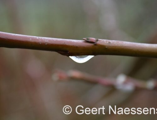 We starten met wat buitjes en (zeker landinwaarts) weer met gladheid; overdag veel wolken en koude maxima