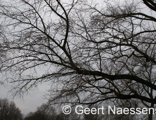 Grijze en koude zaterdag; vanavond en vannacht sneeuw, later overgaand in regen