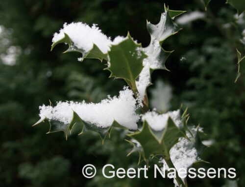 Zeer snel oplopende temperaturen met veel regen en veel wind