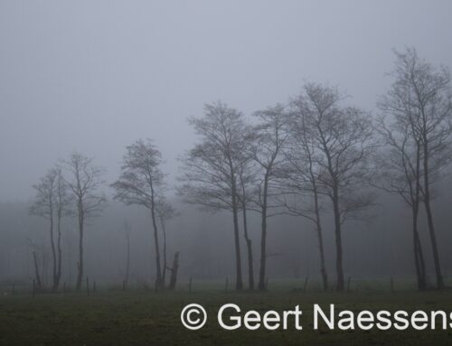 Moeizaam oplossende nevel en mist, mogelijk later enkele korte opklaringen