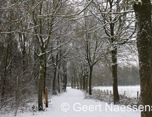 Vandaag starten we met sneeuw (maar ook weer niet overal), overdag gaat het vervolgens licht dooien met nog winterse buien