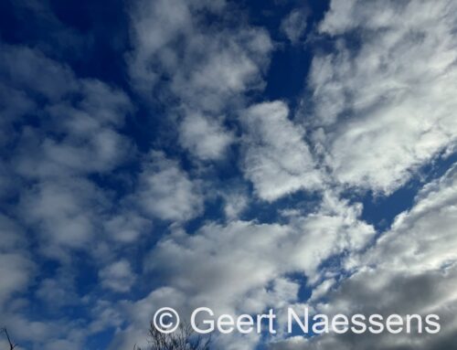 Erg zacht met vooral later vanmiddag en vanavond ook weer wat regen