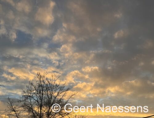 Het wordt een grijze dag met vrij veel wind, later ook wat regen en geleidelijk oplopende temperaturen.