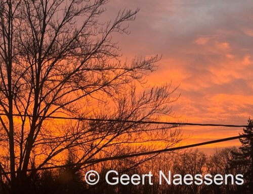 Koude, nevelige en ook mistige start (lokaal ook glad!); overdag langzaam verbeterend, maar het grijs blijft overwegen