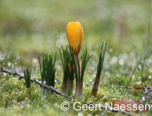 Koude start van de week met moeilijk in te schatten hoeveelheid wolken, hoewel dat er waarschijnlijk veel zijn