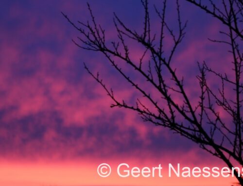 Aardig weer vandaag met flink wat zon en zachte maxima; beetje lente-achtig al sluit ik een bui(tje) later niet volledig uit