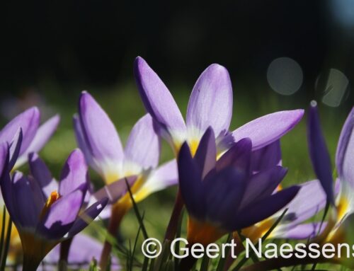 Wisselvallig met wolken en wat zon, maar ook verspreide buien