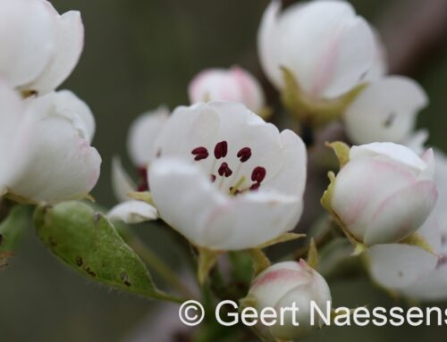 We starten zonnig, maar gaandeweg duiken er meer wolken en wind op met mogelijk vanavond een bui