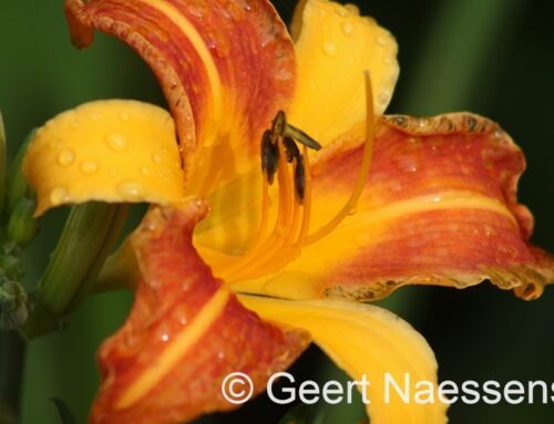 Zomerse dag met veel zon, maar de hitte is er nu overal uit